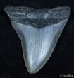 Bargain + Inch Megalodon Tooth #2332-2
